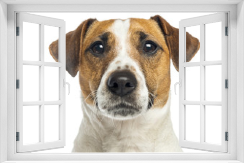 Fototapeta Naklejka Na Ścianę Okno 3D - Close-up of a Jack Russell Terrier, 2 years old, isolated