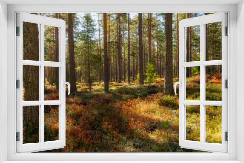 Fototapeta Naklejka Na Ścianę Okno 3D - Pine tree forest landscape in autumn. Forest therapy and stress relief.