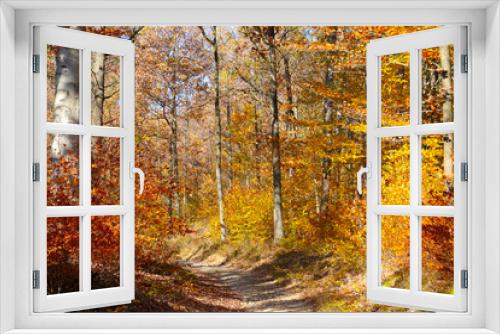 Fototapeta Naklejka Na Ścianę Okno 3D - Beautiful bright yellow-red forest on a sunny autumn day.