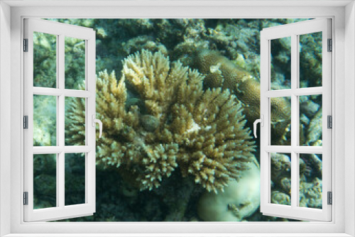 Fototapeta Naklejka Na Ścianę Okno 3D - A view of an acropora coral
