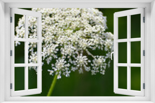 Fototapeta Naklejka Na Ścianę Okno 3D - Macro of white foliage in summer 