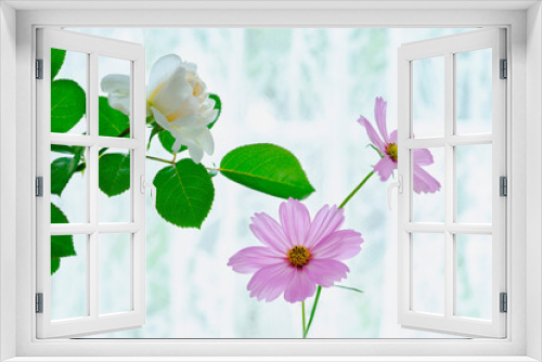 Fototapeta Naklejka Na Ścianę Okno 3D - 窓際の白バラ　サマーメモリーズとコスモスの花