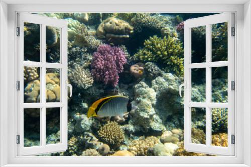 Fototapeta Naklejka Na Ścianę Okno 3D - Fabulously beautiful view of the coral reef and its inhabitants in the Red Sea, Hurghada, Egypt