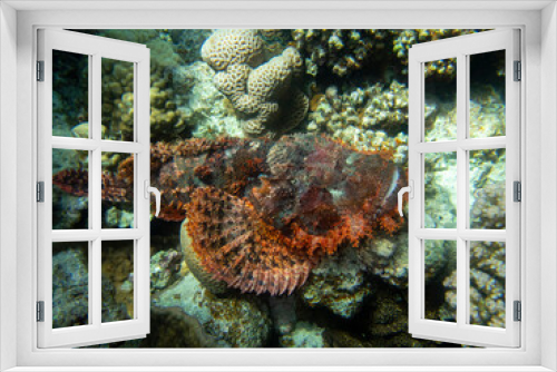 Fototapeta Naklejka Na Ścianę Okno 3D - Synanceia verrucosa or Warty in a coral reef at the bottom of the Red Sea, Hurghada, Egypt