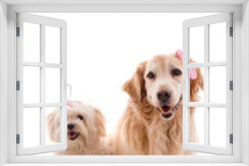 Fototapeta Naklejka Na Ścianę Okno 3D - maltese terrier and golden retriever two different dog on white background