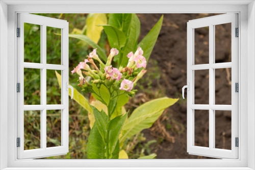 Fototapeta Naklejka Na Ścianę Okno 3D - Pink tobacco flowers on tobacco plants. Leaf tobacco plantation field