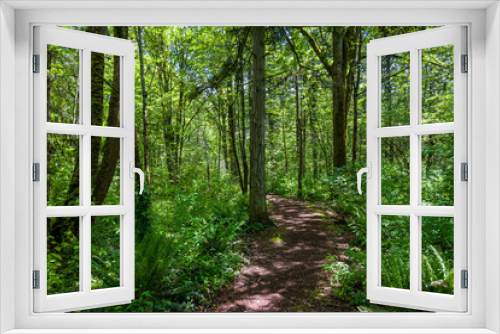Fototapeta Naklejka Na Ścianę Okno 3D - Woodland trail on a sunny spring day, deciduous forest in Bellevue, WA

