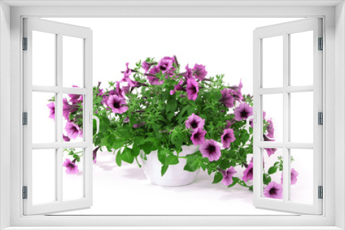 Fototapeta Naklejka Na Ścianę Okno 3D - Purple petunia in flowerpot isolated on white