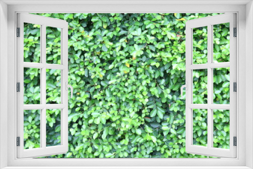 Fototapeta Naklejka Na Ścianę Okno 3D - Green leaves wall background 