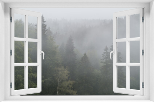 Fototapeta Naklejka Na Ścianę Okno 3D - Misty woodland, trees in fog