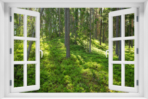 Fototapeta Naklejka Na Ścianę Okno 3D - Lush and summery Pine grove in rural Estonia