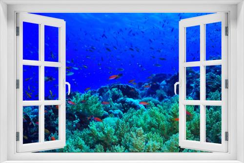 Fototapeta Naklejka Na Ścianę Okno 3D - coral reef background, underwater marine life ecosystem ocean sea