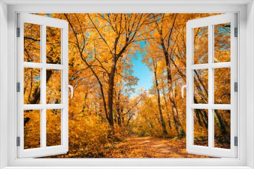Fototapeta Naklejka Na Ścianę Okno 3D - Beautiful natural autumn forest dawn background. Idyllic golden sunlight, peaceful nature, mountain trail. Autumn forest landscape. Vivid morning in colorful forest, sun rays through branches of tree