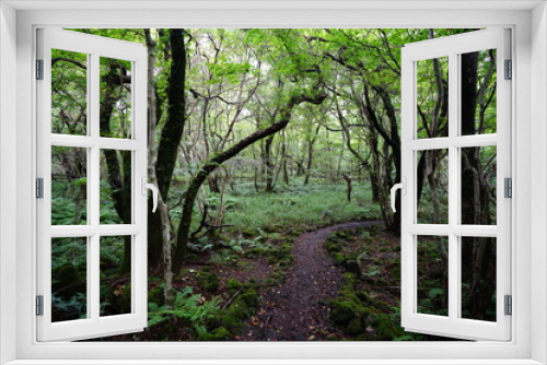 Fototapeta Naklejka Na Ścianę Okno 3D - fascinating summer forest with path
