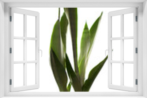 Fototapeta Naklejka Na Ścianę Okno 3D - Isolated sansevieria in a white pot. Keeping plants indoors concept.