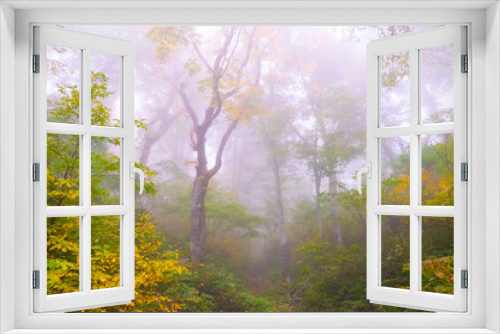 Fototapeta Naklejka Na Ścianę Okno 3D - 霧の雨飾高原、鎌池の紅葉の森