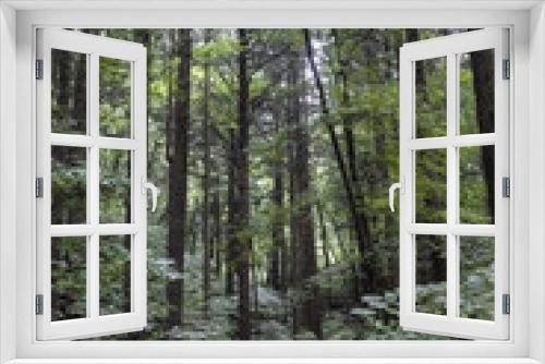 Fototapeta Naklejka Na Ścianę Okno 3D - 가문비나무 숲속 풍경
