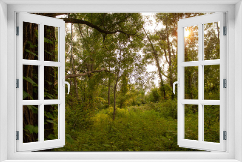 Fototapeta Naklejka Na Ścianę Okno 3D - Nature / Forest in Ontario, CAD. Sunset, spider web, trees, plants, beach, leaves, lake with a dock, street, abandoned house, river, lily pads, fishing, relaxing summer with coffee, sunflowers, etc.