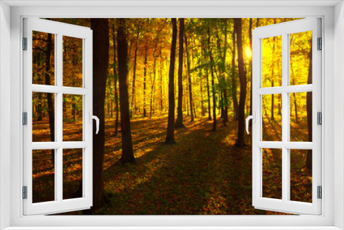 Fototapeta Naklejka Na Ścianę Okno 3D - Autumn landscape in panorama format. A forest of bright warm colors with the morning sun shining through the fawn and orange leaves.