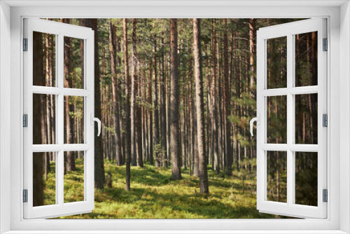 Fototapeta Naklejka Na Ścianę Okno 3D - Horizontal image of green forest with pine trees in summer time