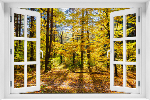 Fototapeta Naklejka Na Ścianę Okno 3D - Bright sunny October day in a beautiful autumn forest.