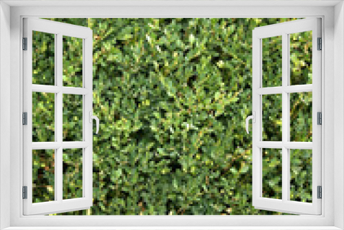 Fototapeta Naklejka Na Ścianę Okno 3D - Green leafy hedge background vertical 
