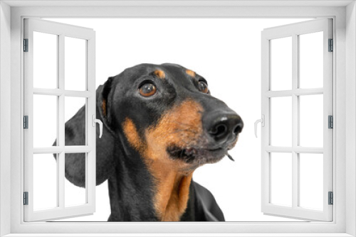 Fototapeta Naklejka Na Ścianę Okno 3D - Beautiful and well-groomed half-faced dog looking at camera. Isolated on white background. Portrait of weary pensive adult dachshund looking attentively into distance. 