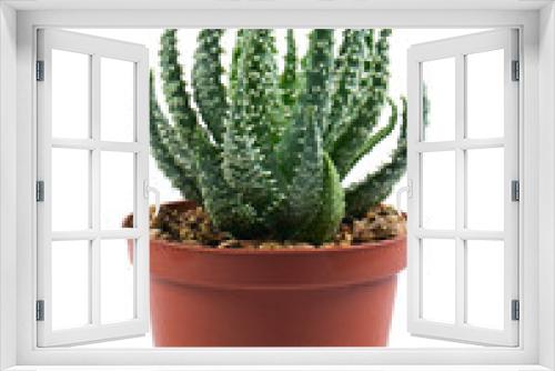 Fototapeta Naklejka Na Ścianę Okno 3D - aloe vera in a pot isolated on white background