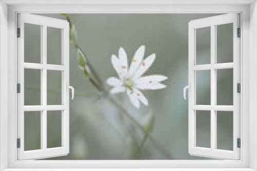 Fototapeta Naklejka Na Ścianę Okno 3D - Small white meadow flower on a green meadow background