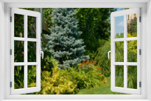 Fototapeta Naklejka Na Ścianę Okno 3D - various ornamental plants, beautiful garden, blue coniferous tree in the garden