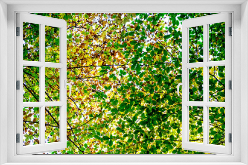 Fototapeta Naklejka Na Ścianę Okno 3D - Look up to colourful leaves in branches in the sky