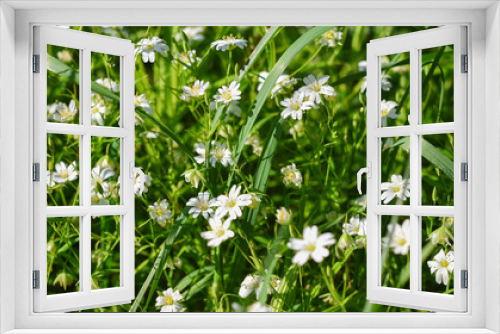Fototapeta Naklejka Na Ścianę Okno 3D - white fragile wildflowers on a background of green grass, sunny summer day