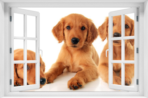 Fototapeta Naklejka Na Ścianę Okno 3D - Golden retriever puppies
