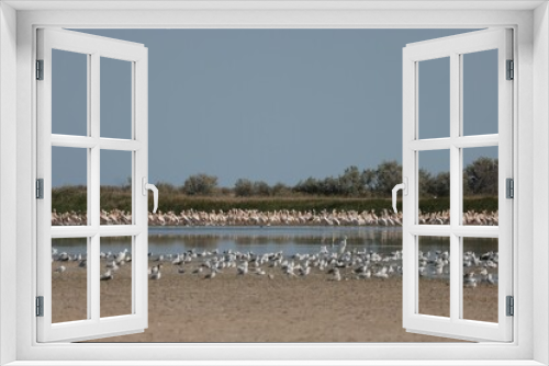 Fototapeta Naklejka Na Ścianę Okno 3D - Flock Of Pelicans On The Estuary. Bessarabia, Ukraine