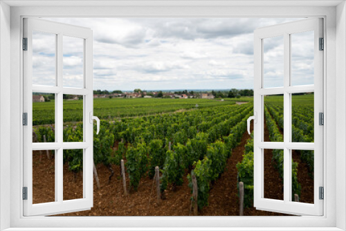 Fototapeta Naklejka Na Ścianę Okno 3D - Green vineyards with growing grapes plants, production of high quality famous French white wine in Puligny-Montrachet village, Burgundy, France