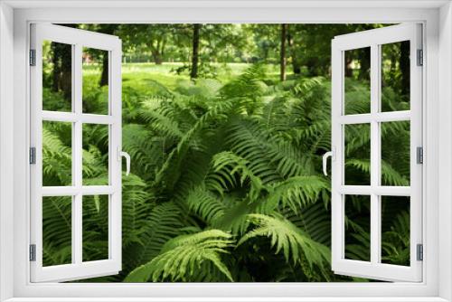 Fototapeta Naklejka Na Ścianę Okno 3D - Beautiful fern with lush green leaves growing outdoors