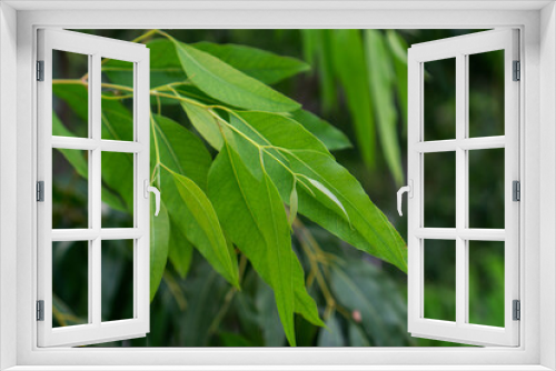 Fototapeta Naklejka Na Ścianę Okno 3D - Close up eucalyptus green tree leaves with shining background.