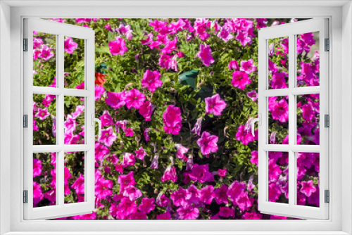 Fototapeta Naklejka Na Ścianę Okno 3D - violet petunias grow on flower beds in the city

