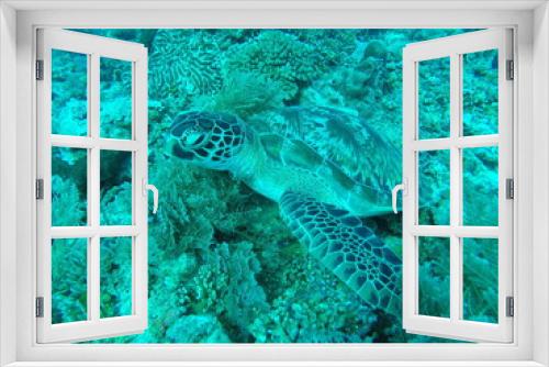Fototapeta Naklejka Na Ścianę Okno 3D - Gili Trawangan is the hub of the Gili Islands dive industry. There are about a dozen dive shops and schools, all eager to show you the stunning underwater