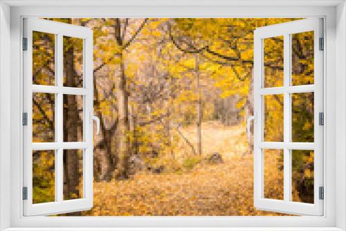 Fototapeta Naklejka Na Ścianę Okno 3D - golden autumn landscape, yellow leaves in a forest or park, beautiful fall background, outdoor shot. High quality photo