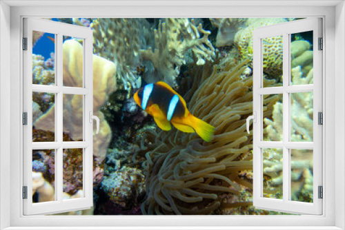 Fototapeta Naklejka Na Ścianę Okno 3D - Coral reef in the Red Sea with its many inhabitants, Hurghada, Egypt