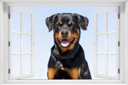 Fototapeta Naklejka Na Ścianę Okno 3D - black dog portrait