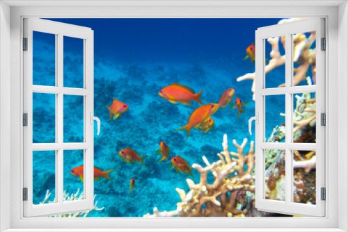 Fototapeta Naklejka Na Ścianę Okno 3D - Coral reef in the Red Sea with its many inhabitants, Hurghada, Egypt