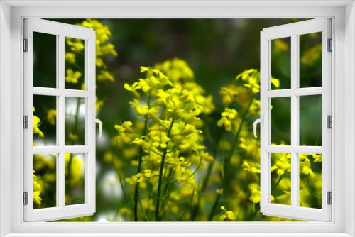 Fototapeta Naklejka Na Ścianę Okno 3D - yellow rapeseed (Brassica napus L, surepka) blooms in summer