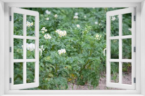 Fototapeta Naklejka Na Ścianę Okno 3D - Blooming potatoes. Potato plants with white flowers in the field. Agricultural cultivation in spring.