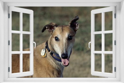 Fototapeta Naklejka Na Ścianę Okno 3D - Greyhound in grass field with mouth open