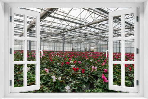 Fototapeta Naklejka Na Ścianę Okno 3D - Flowers in a modern greenhouse. Greenhouses for growing flowers. Floriculture industry. 