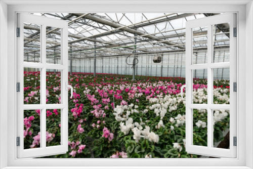 Fototapeta Naklejka Na Ścianę Okno 3D - Flowers in a modern greenhouse. Greenhouses for growing flowers. Floriculture industry. 