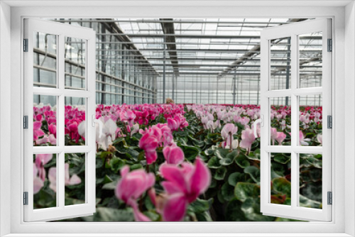 Fototapeta Naklejka Na Ścianę Okno 3D - Close-up of flowers in a modern greenhouse. Greenhouses for growing flowers. Floriculture industry. 