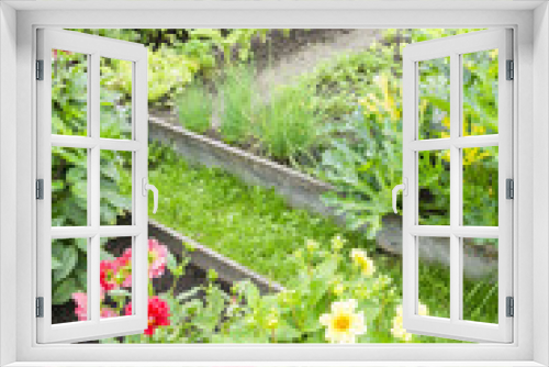 Fototapeta Naklejka Na Ścianę Okno 3D - Dahlias in a Vegetable Garden